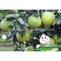 Sweet pomelo in large quantity low price fruit